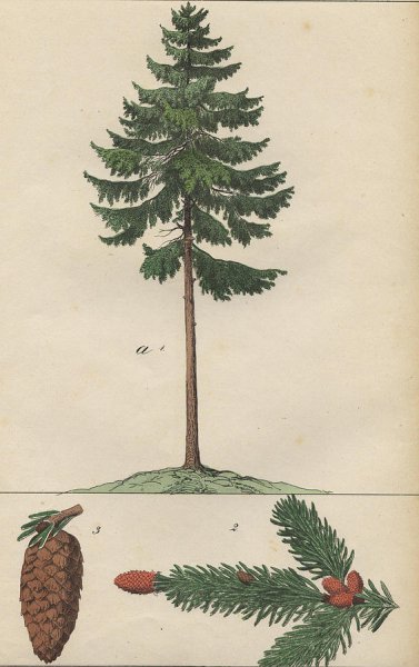 Сосна схематично