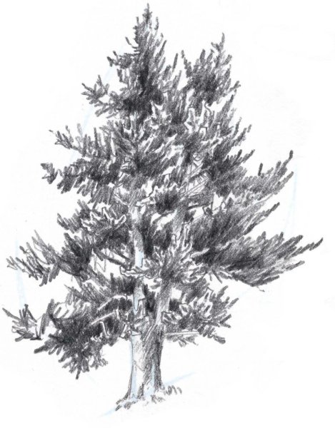 Хвойные деревья в графике