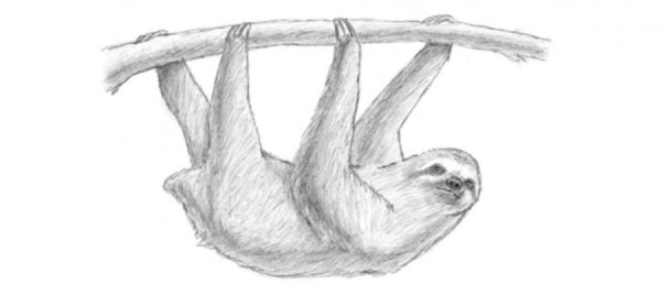 Ленивец рисунок карандашом