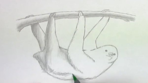 Нарисовать ленивца карандашом