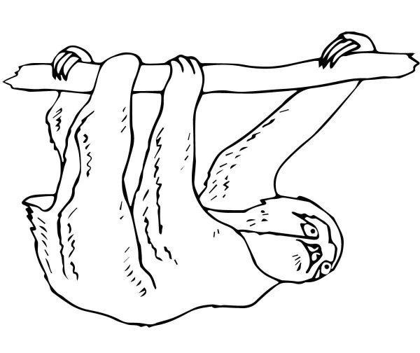 Ленивец раскраска для детей