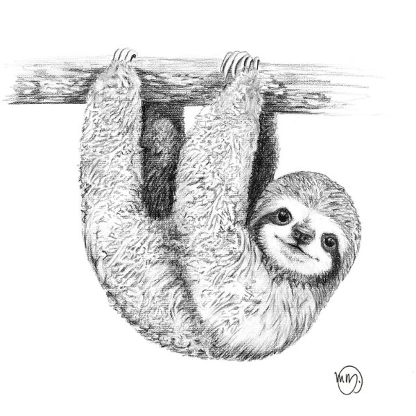 Ленивцы картинки раскраски