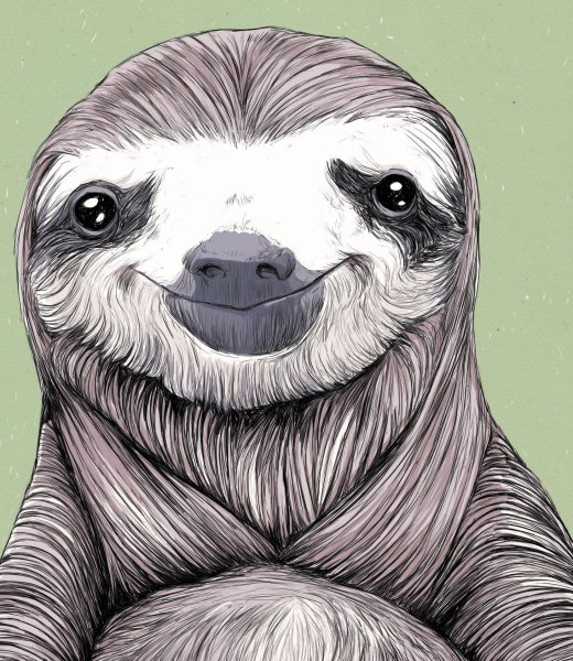 Ленивец гуашью