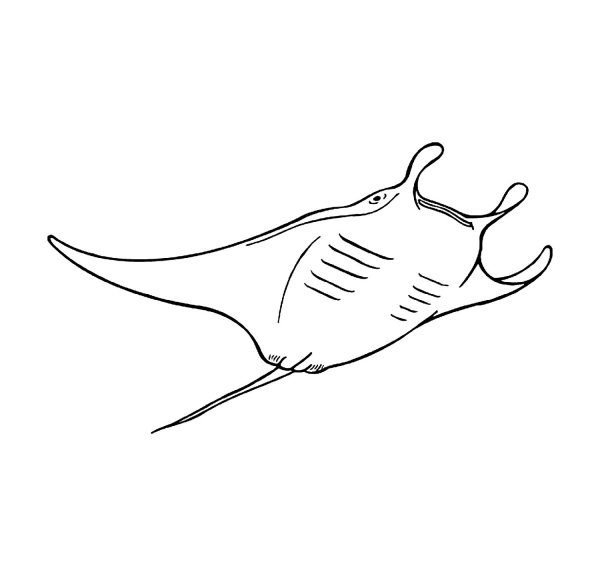 Морской Скат раскраска