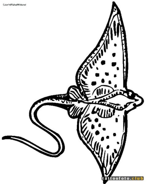 Морской Скат тату эскиз