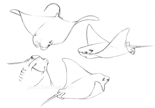 Скат Манта референс