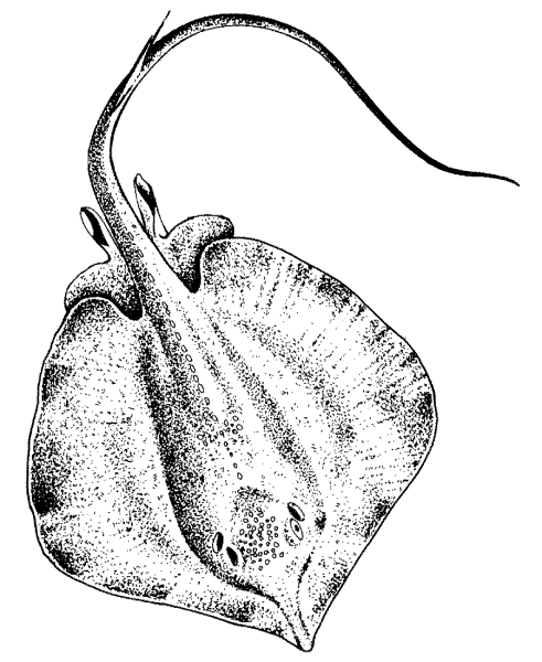 Скат зарисовка