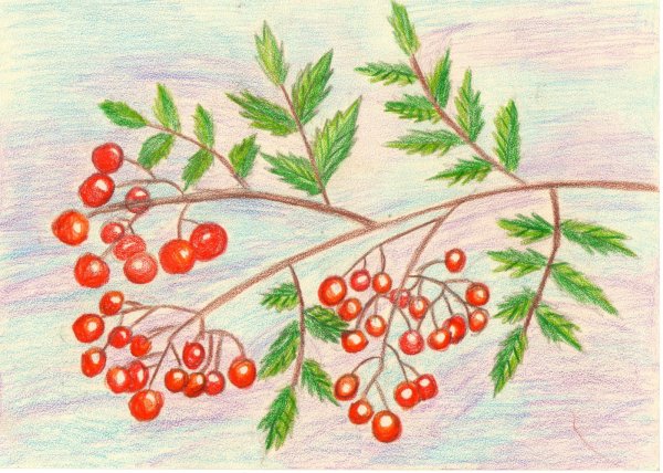 Веточка рябины раскраска