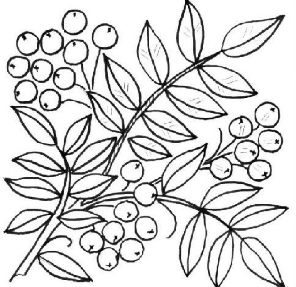Рябина раскраска