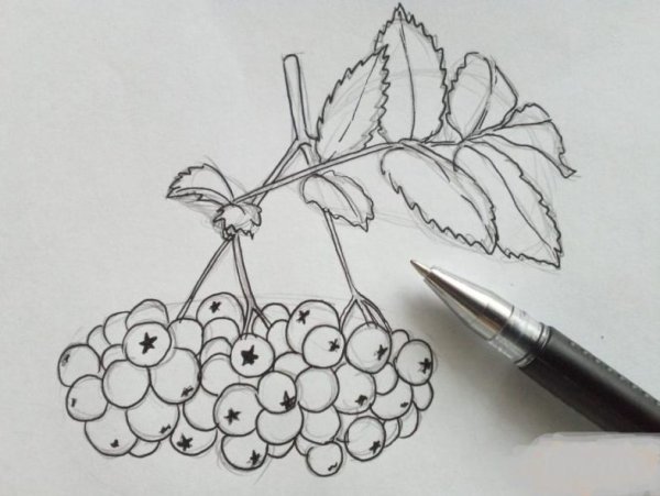 Ветка рябины» (рисование с натуры) (т.с.Комарова, стр.40)