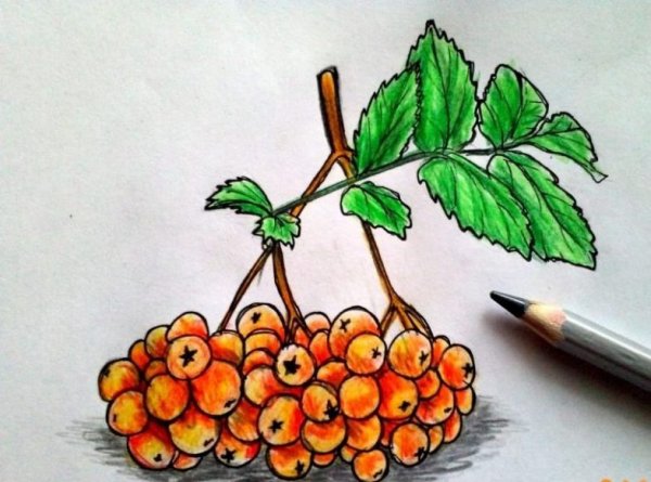 Рябина раскраска
