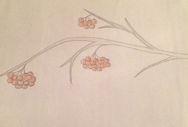 Ветка рябины