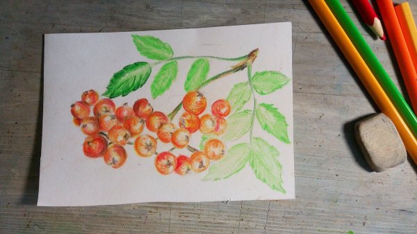 Рябина нарисовать легко