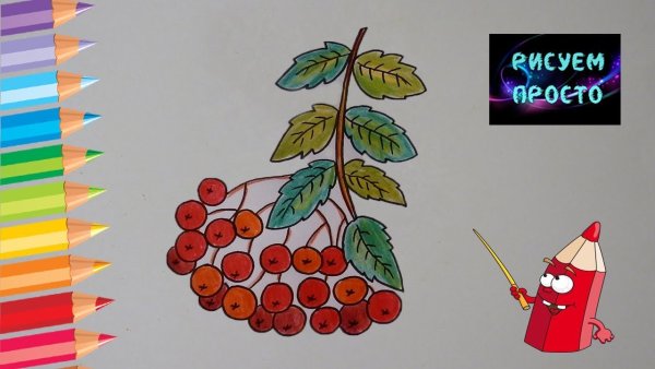 Рисунок рябины для детей дошкольного возраста