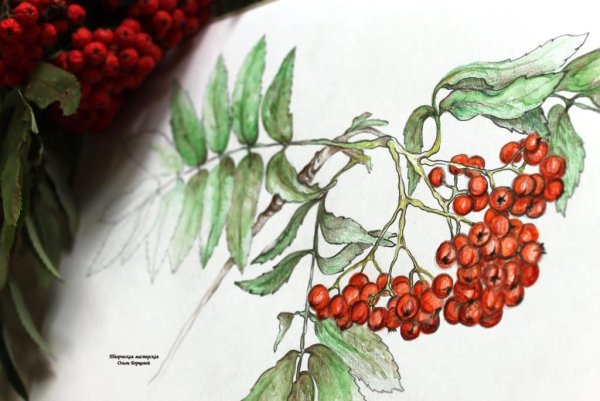 Рисование с натуры веточки дерева.