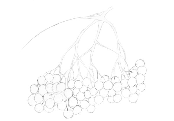 Ветка рябины рисование