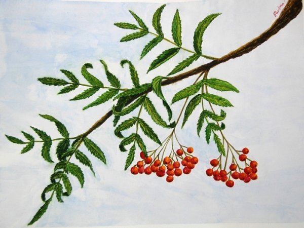 Ветка рябины рисунок