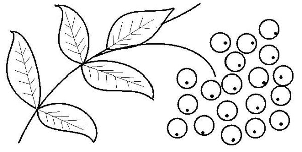Гроздь рябины раскраска для малышей