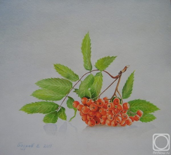 Ветка рябины рисунок