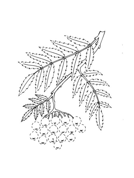 Рябина раскраска