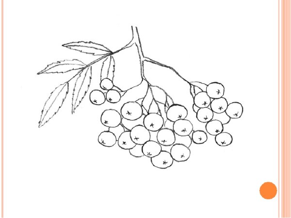 Рябина раскраска