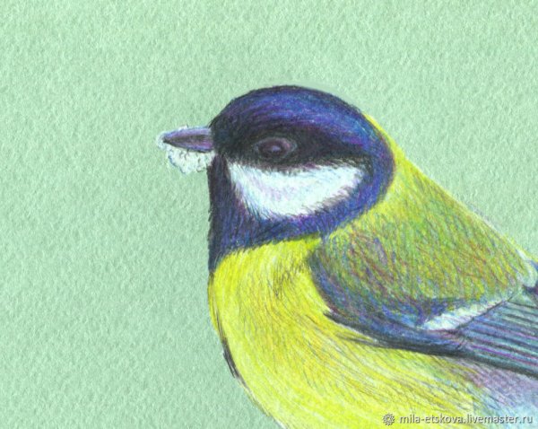 Синичка цветными карандашами