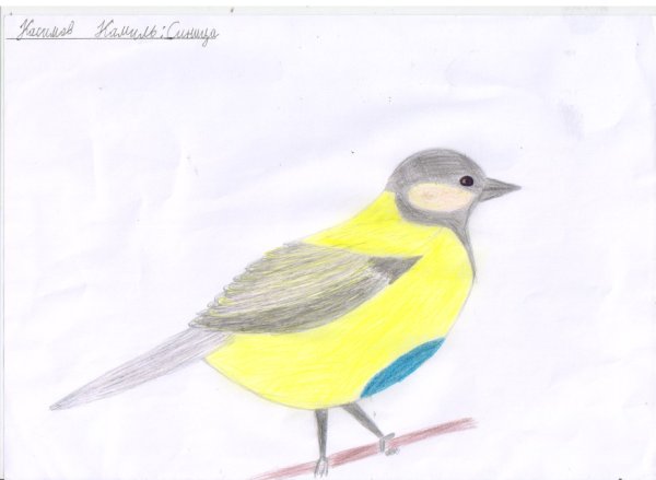 Синицы рисунок несложный