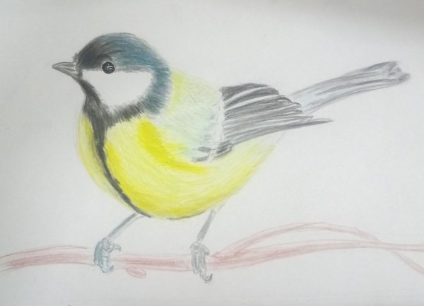 Синичка карандашом