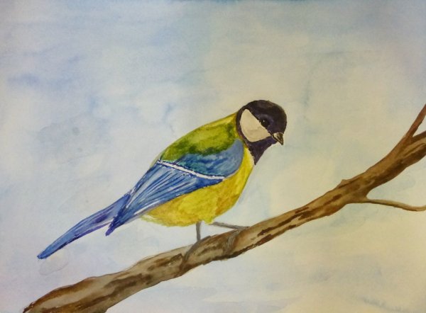 Изо гуашь синица