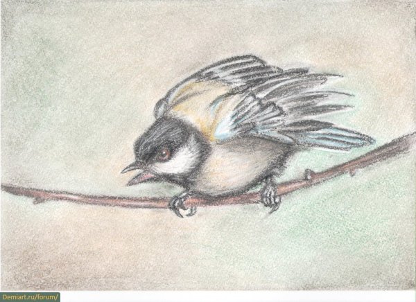 Синичка рисунок набросок