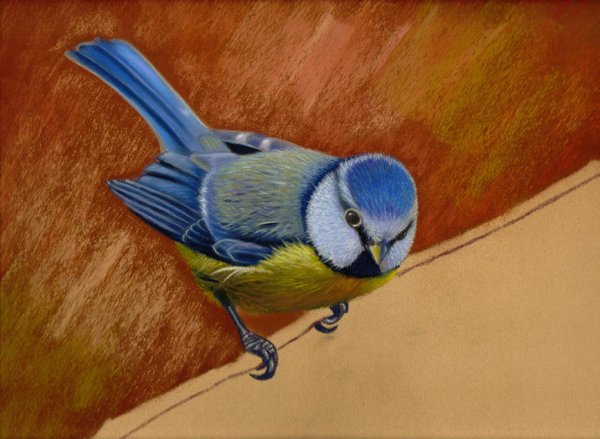 Синица лазоревка рисунок