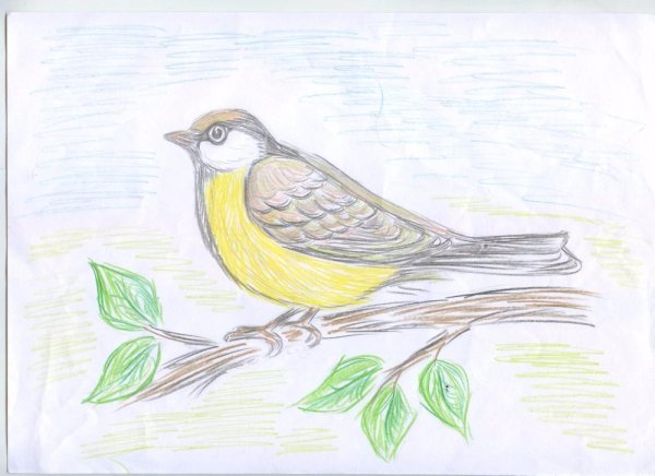 Голова синички рисунок