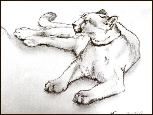 Пума карандашом