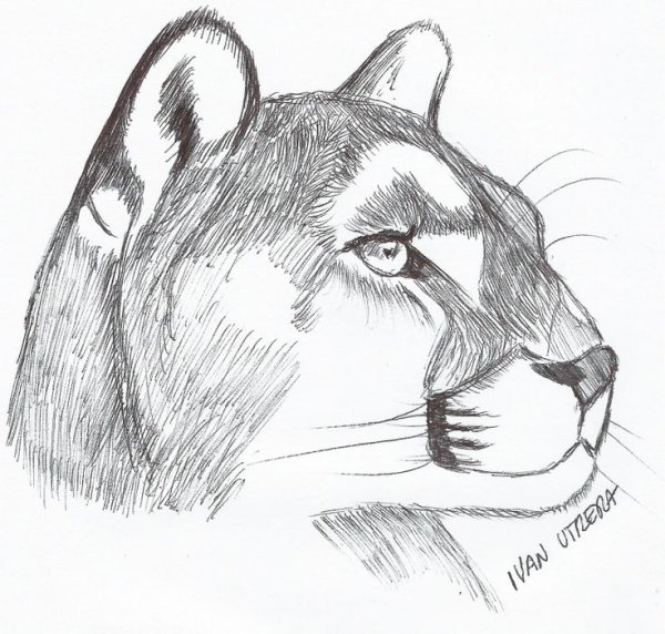 Пума рисунок