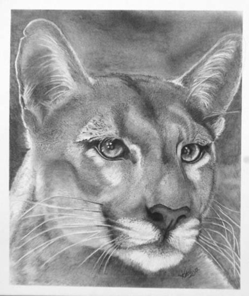 Пума рисование морды