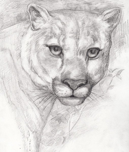Пума рисунок