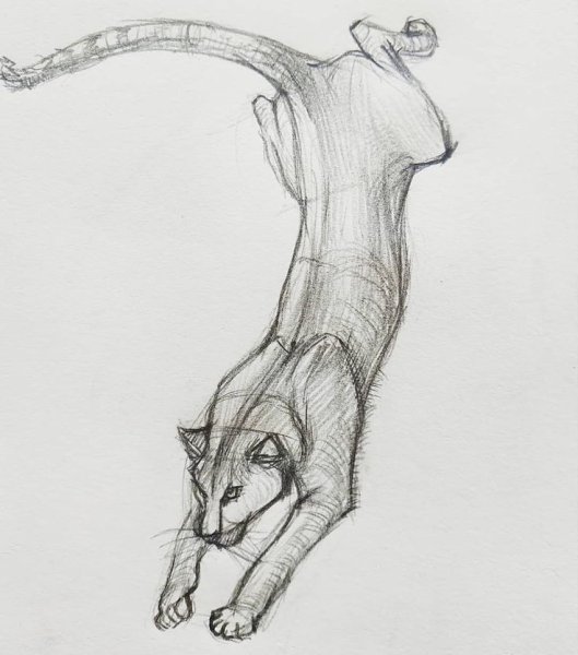 Пума карандашом