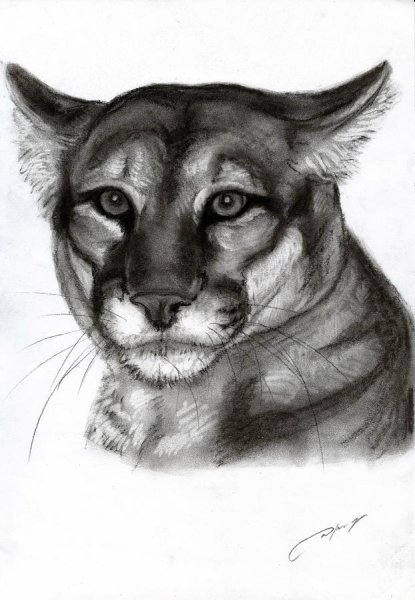 Пума набросок
