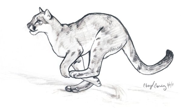 Пума рисунок