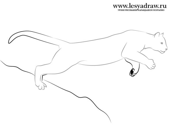 Поэтапное рисование Пумы