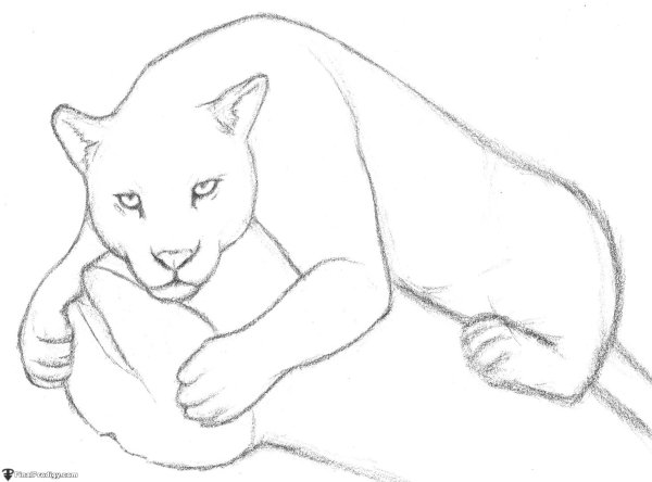 Рисунок пантеры карандашом для срисовки