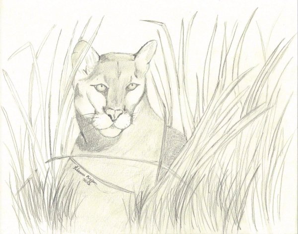 Пантера рисунок карандашом