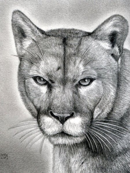 Животные карандашом