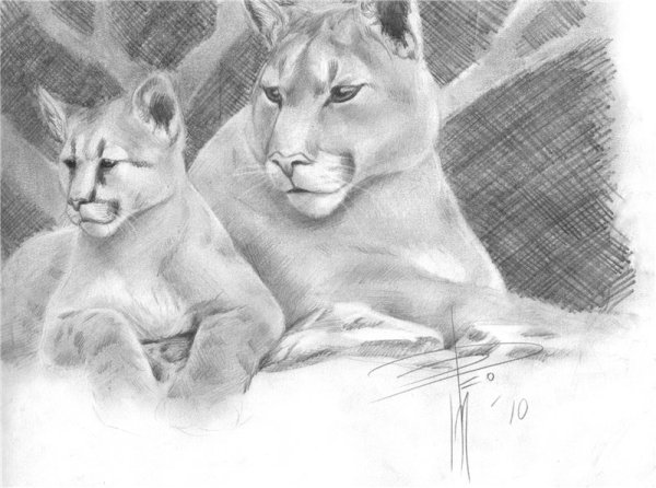 Пума карандашом