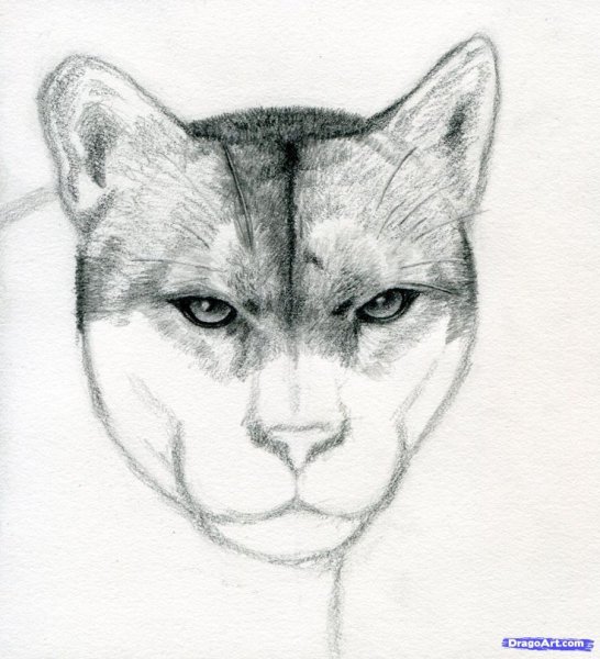 Пума карандашом морда