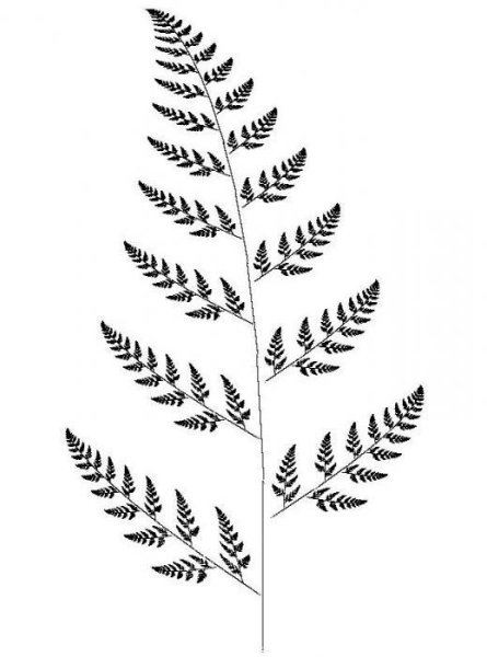 Папоротник рисунок карандашом