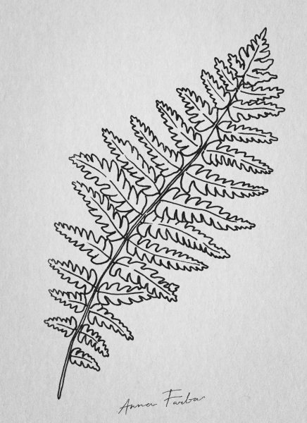Папоротник тату эскиз