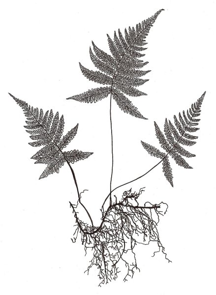 Папоротник набросок