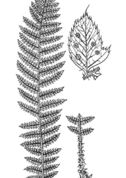 Многорядник Брауна карандаш