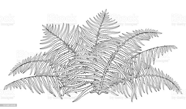 Папоротник куст